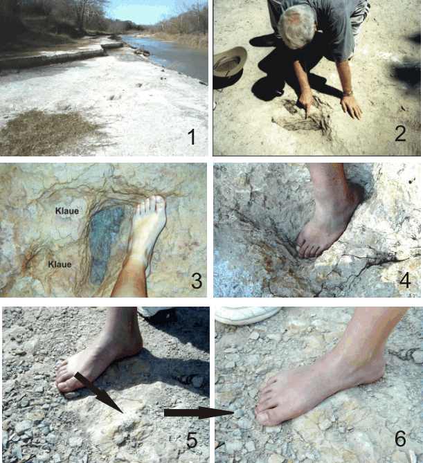 Versteinerte Fußabdrücke im Paluxy-River