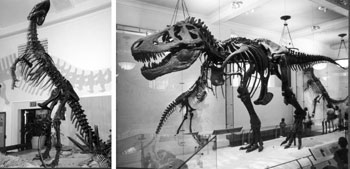 Rekonstruktion von Theropoden früher (links) und heute